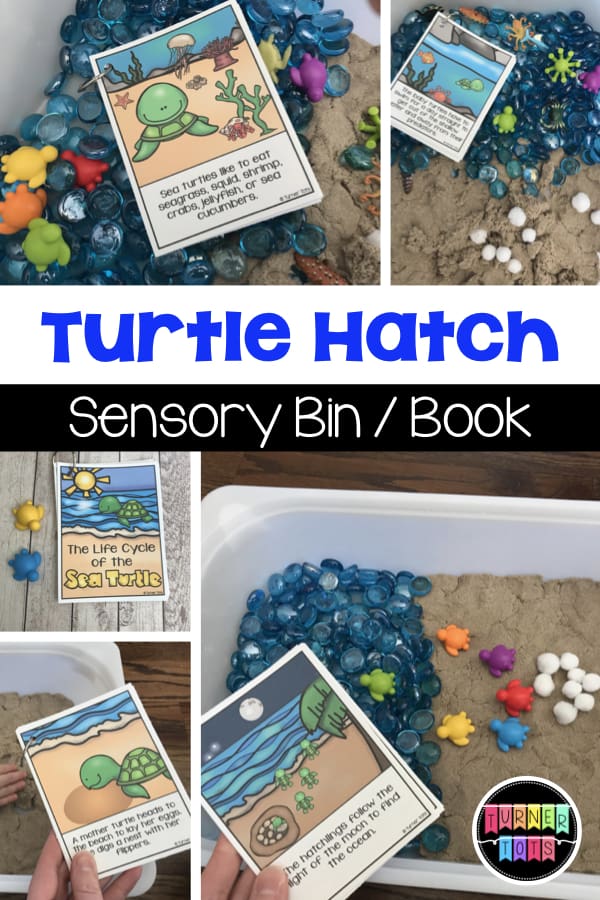 Turtle Hatch Life Cycle Sensory Bin | Read about the life cycle of the turtle and act it out in the sensory bin! Great science and sensory experience for an ocean preschool theme!