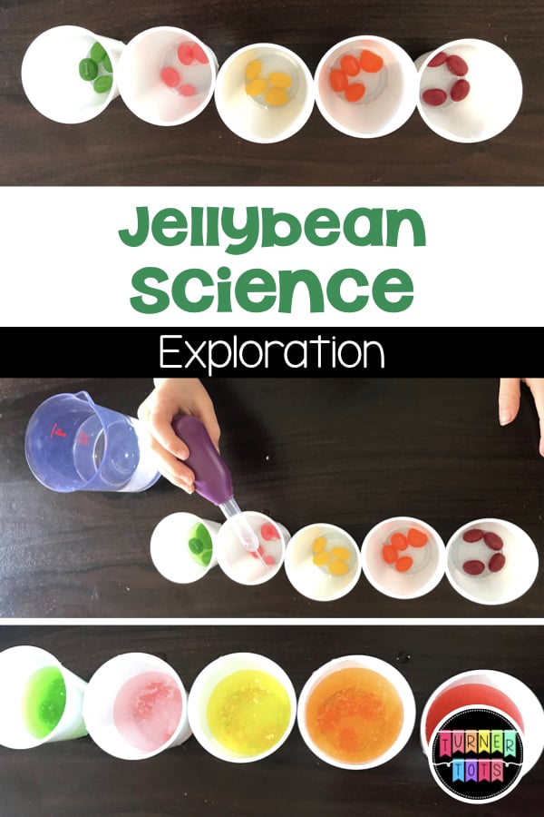 Jellybean Science Exploration | Add water to jellybeans to see what happens with this preschool science activity for Easter or Jack and the Beanstalk.