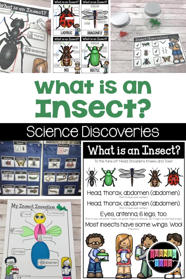 What is an Insect? Science Discoveries | Learn what defines an insect through a song, labeling different insects, insect/not insect sort, insect invention, and observations.