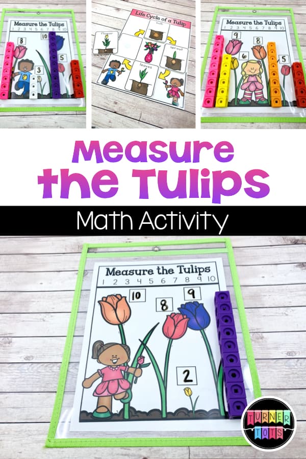 Measure the Tulips | Tulips of varying sizes being measured with snap cubes for a preschool math center. Life cycle of a tulip.