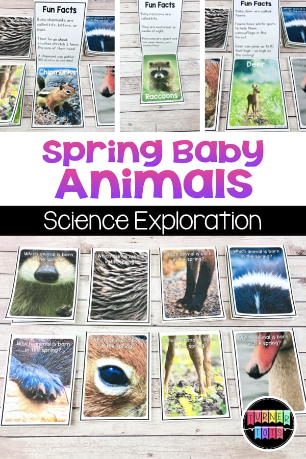Spring Baby Animals | Guess which animal was born in the spring by first looking at the close-up picture. Flip up to find the answer and some fun facts with this spring science exploration!