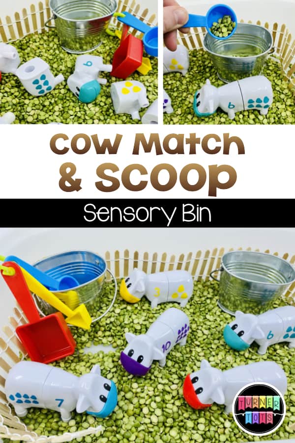 Cow Match & Scoop Sensory Bin | Sensory bin filled with dried green peas, small wooden fence, plastic numbered cows, small metal buckets, and measuring spoons. 