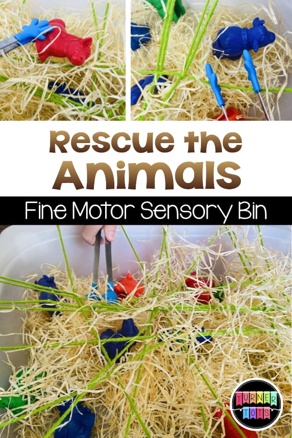 Rescue the Animals Fine Motor Sensory Bin | Plastic horses and cows hidden in hay and trapped below yarn for students to pull out with tongs with this Wild West sensory activity. 