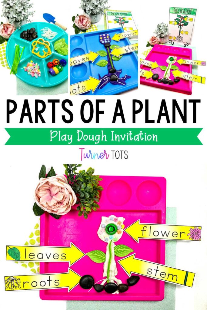 Play dough made into flowers with rocks, leaves, and stems. Labeled with large arrows to show the parts of a plant.