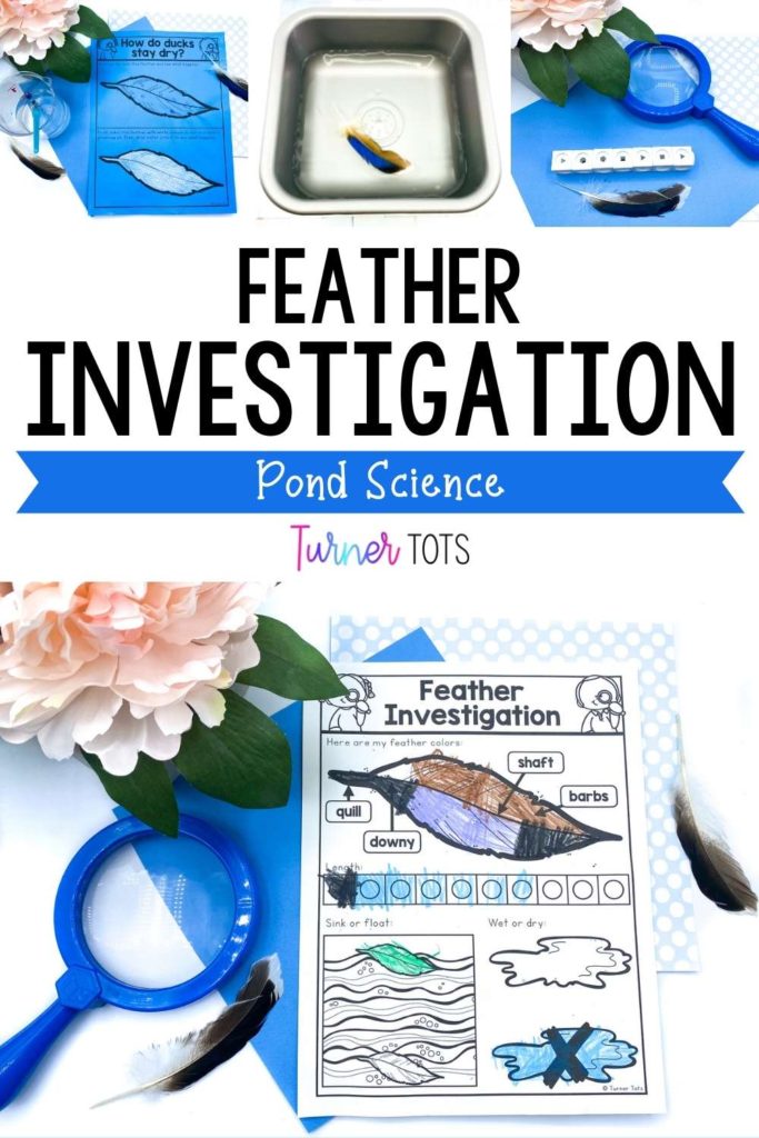 Feather investigation with a recording sheet for measurement, whether a feather sinks or floats, and how a feather stays dry.