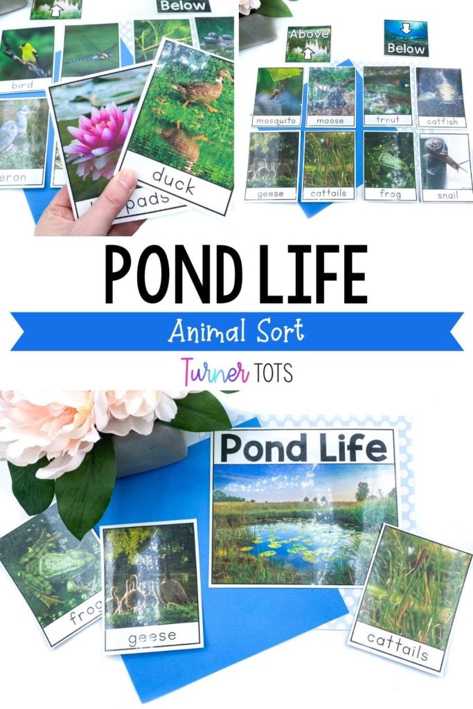 Pond life sort with photographs of a duck, lily pads, frogs, and other pond animals for students to sort as living above or below the pond.