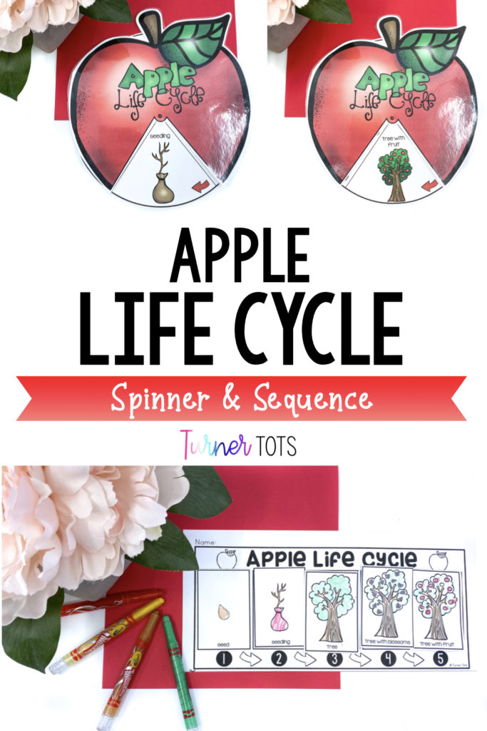 Apple life cycle includes an apple spinner for students to spin around to see the stages of the apple tree. Also, there is an apple worksheet for preschoolers to cut and sequence to life cycle of an apple.