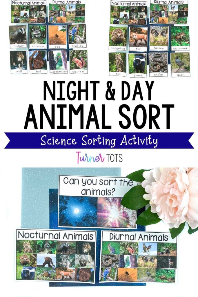 Photographs of diurnal and nocturnal animals sorted into categories; one of our nocturnal animal science activities.