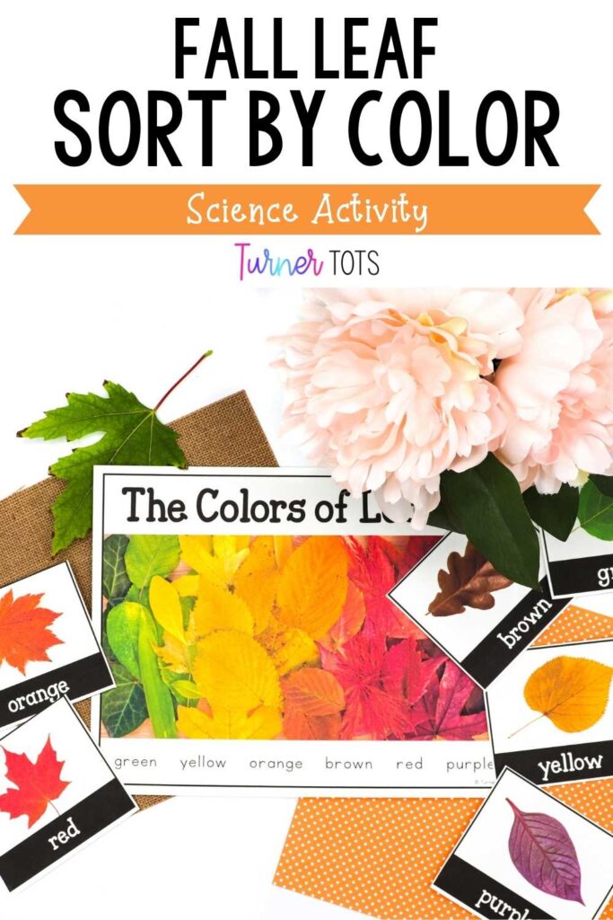 Sort photographs of leaves or real fall leaves by color as one of our fall leaf activities for preschoolers.