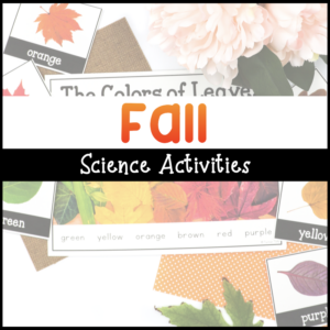 Fall science activities for preschoolers include a leaf investigation, sorting leaves by color, a favorite fall leaf graph, and parts of a leaf with a leaf rubbing.