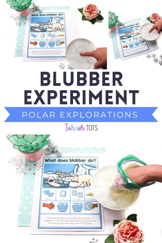 Blubber experiment for kids includes a printout with directions, sticking your finger in ice water, and then insulating your hand in a bag of shortening to show how blubber insulates Arctic animals.