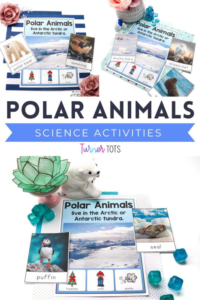 These polar animal science activities include photographs of polar bears, puffins, seals, snowy owls, walruses, and more for preschoolers to see in their polar environments.