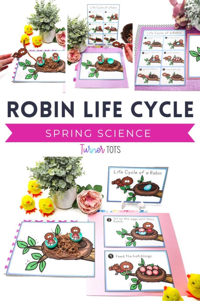 A robin life cycle poster and booklet for preschoolers to use to act out the life cycle of a robin, from building a nest to laying eggs, to feeding chicks and learning to fly.