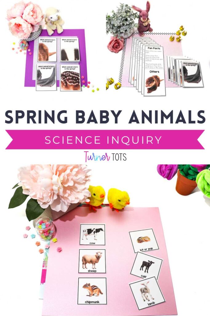 Learn fun facts about baby animals through an up-close photograph inquiry. Then, match baby animals to their mothers with this spring science activity.
