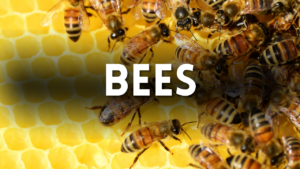 Bee Preschool Activities