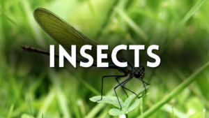 Insect Preschool Activities