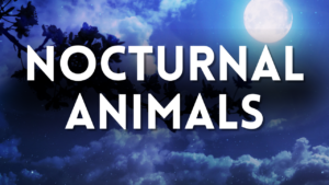 Nocturnal Animal Preschool Activities