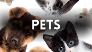 Pet Preschool Activities