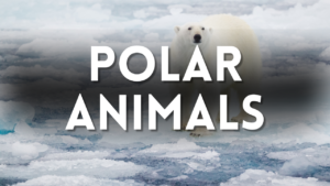 Polar Animal Preschool Activities