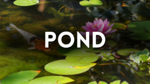 Pond Preschool Activities