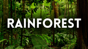 Rainforest Preschool Activities